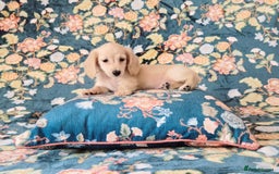 Miniature Dachshund dogs for sale: Rare Cream Gorgeous Dachshund Puppies  - Image 8