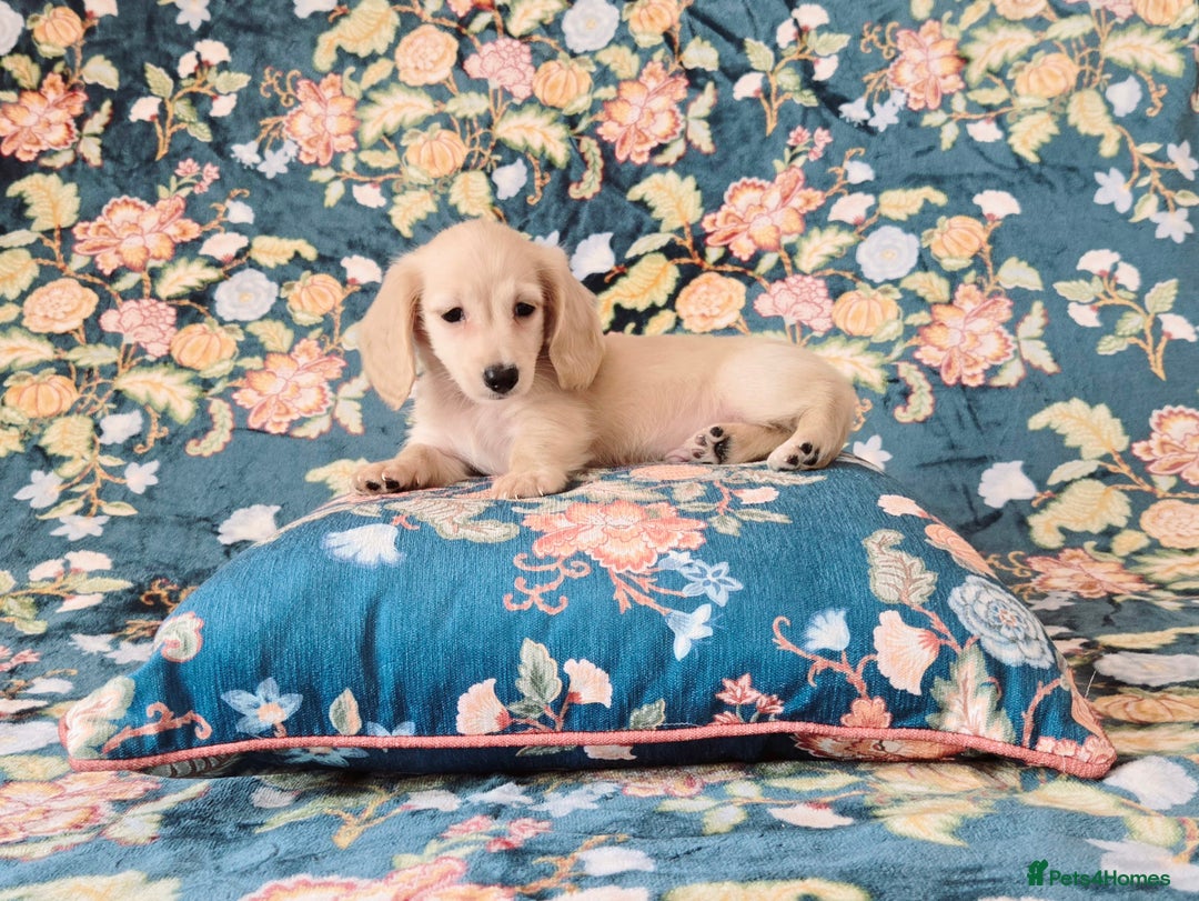 Miniature Dachshund dogs for sale: Rare Cream Gorgeous Dachshund Puppies  - Image 8