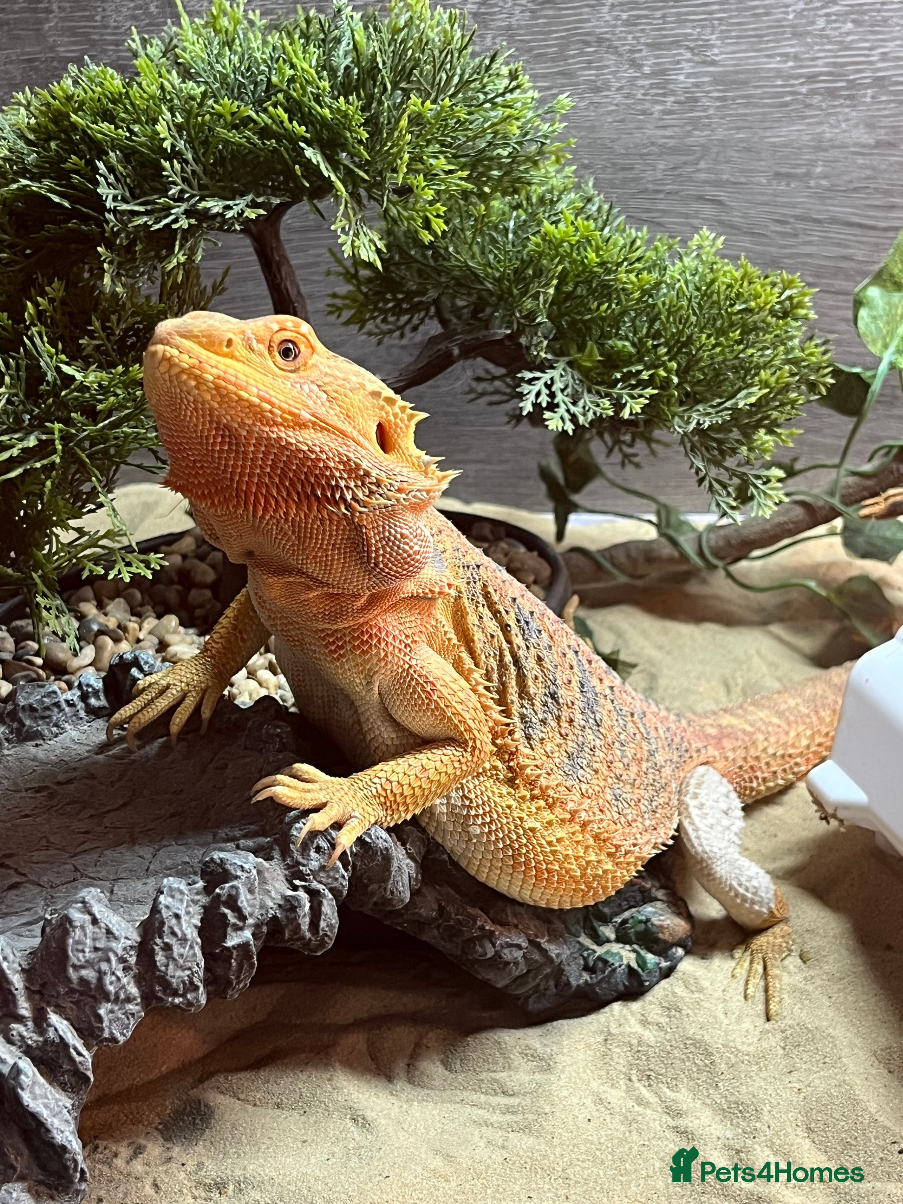 Bearded Dragon reptiles Bearded dragon  - Advert 4