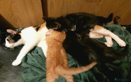 Mixed Breed cats for sale: 4 kittens ready for loving homes - Image 7