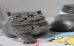 British Shorthair cats for sale: Stunning British shorthair available last girl  - Image 9