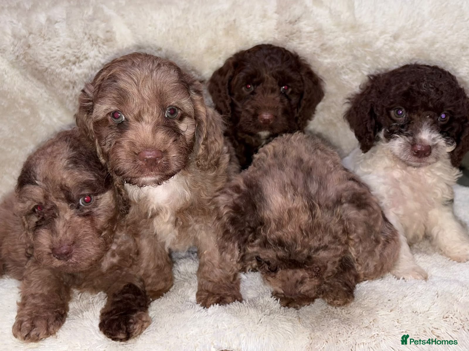 Cockapoo dogs F1 Cockapoo Puppies  - Advert 1