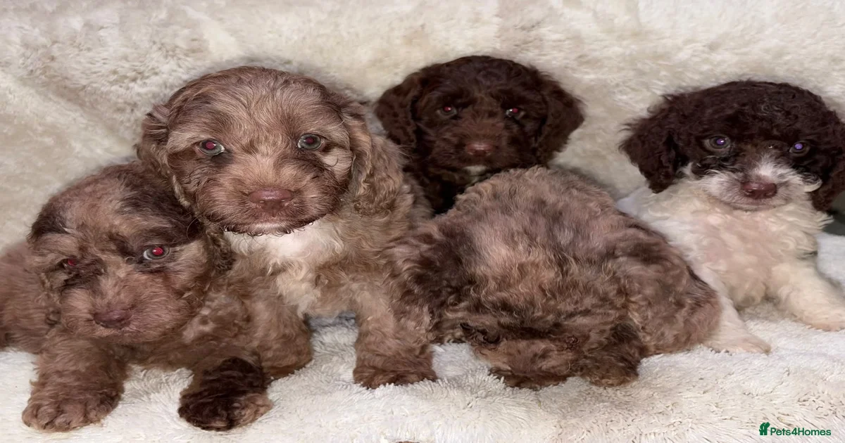 Cocker spaniel miniature Puppies for sale | Pets4Homes