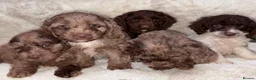 Cockapoo dogs for sale: F1 Cockapoo Puppies  in Seaham - Advert 1