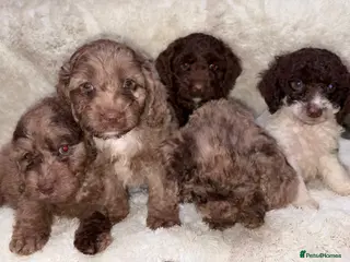 Cockapoo dogs F1 Cockapoo Puppies - Advert 3
