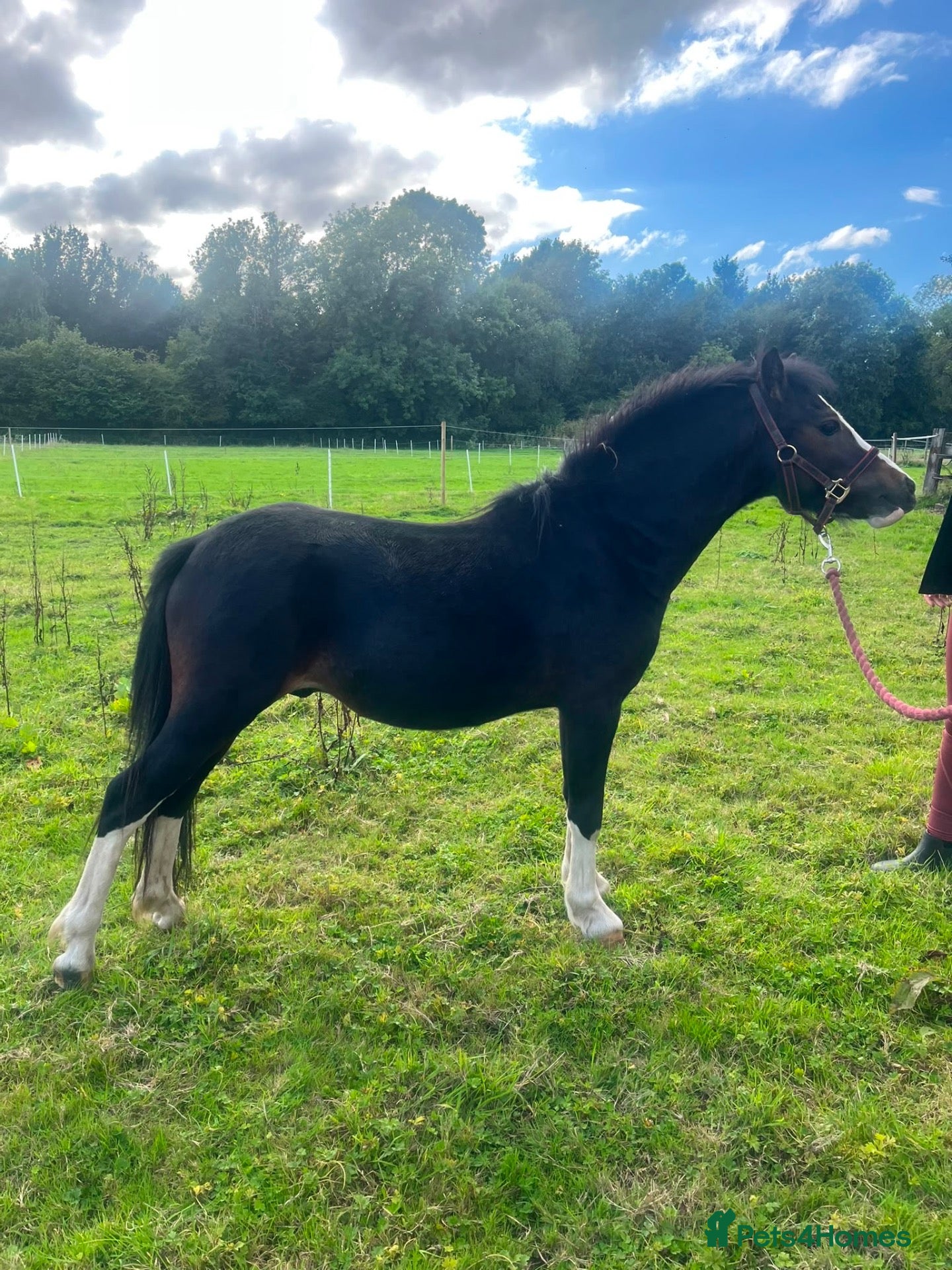 Welsh Section A horses Registered sec A Colt  - Advert 7