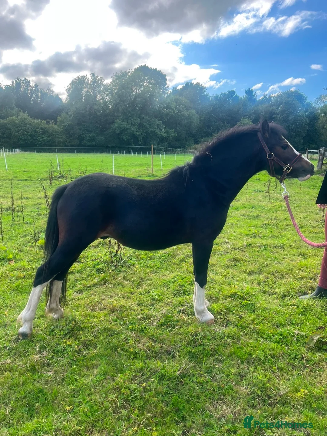 Welsh Section A horses for sale: Registered sec A Colt  in Manchester - Advert 1