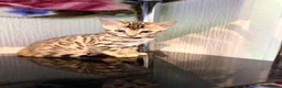 Bengal cats for sale: TICA, GCCF Champion Bloodline Bengal Kittens in London - Advert 36