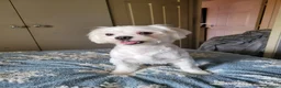Mixed Breed dogs for sale: Malchi in Tipton - Advert 1