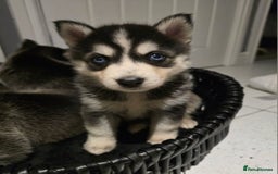 Pomsky dogs for sale: Beautiful F4 blue eyed Pomsky puppies  - Image 11
