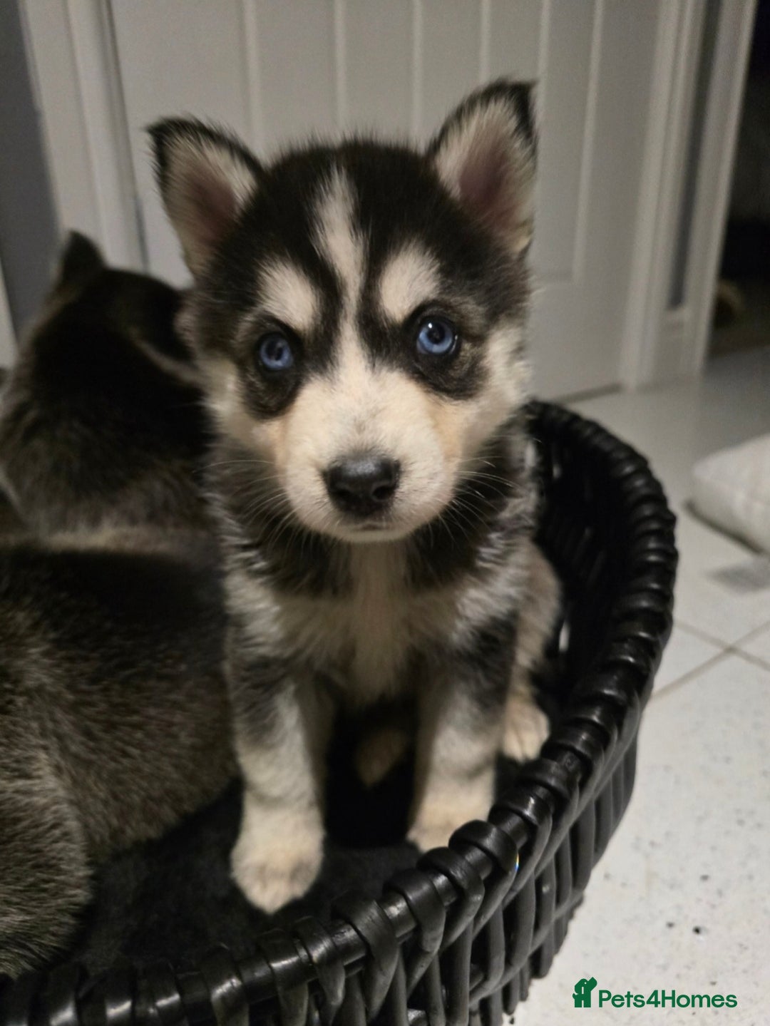 Pomsky dogs for sale: Beautiful F4 blue eyed Pomsky puppies  - Image 11
