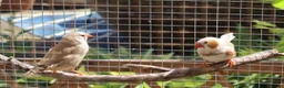 Finches birds for sale: Zebra finches( pure whites)canary,bengy,cockatiel  - Advert 3