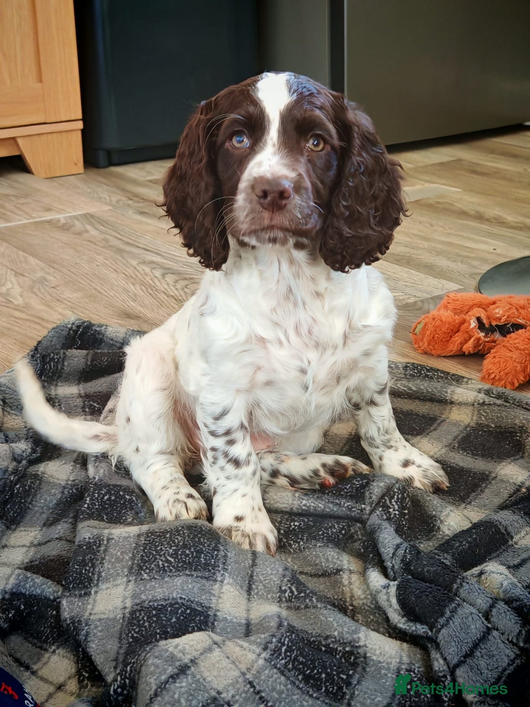 Cocker Spaniel dogs for sale: Cocker spaniel pups - Advert 1