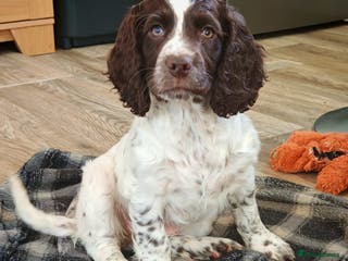 Cocker Spaniel dogs Cocker spaniel pups - Advert 17