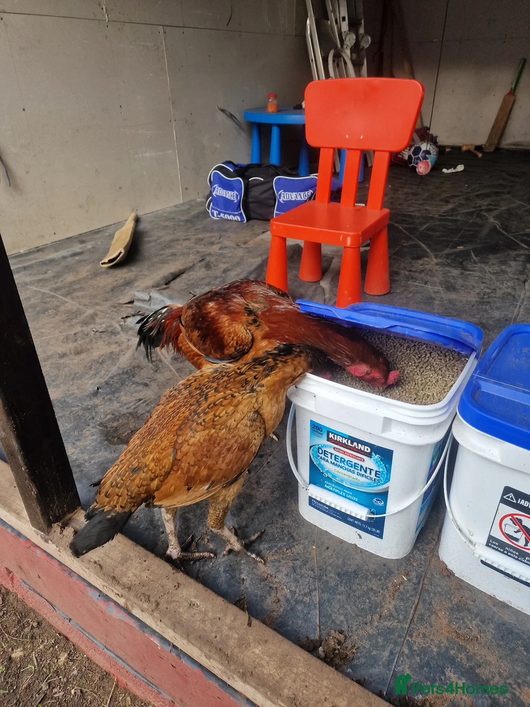 Chickens poultry for sale: Aseel Chickens - Advert 11