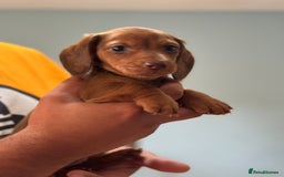 Dachshund dogs for sale: Our dwarf sausages are looking for a family🙃 - Image 19