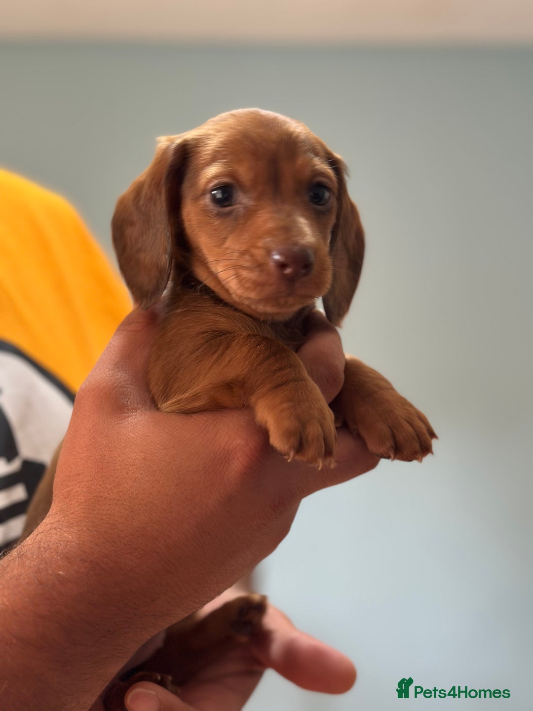 Dachshund dogs for sale: Our dwarf sausages are looking for a family🙃 - Image 19