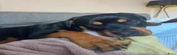 Rottweiler dogs for sale: 8mnth old Rottweiler  - Advert 6