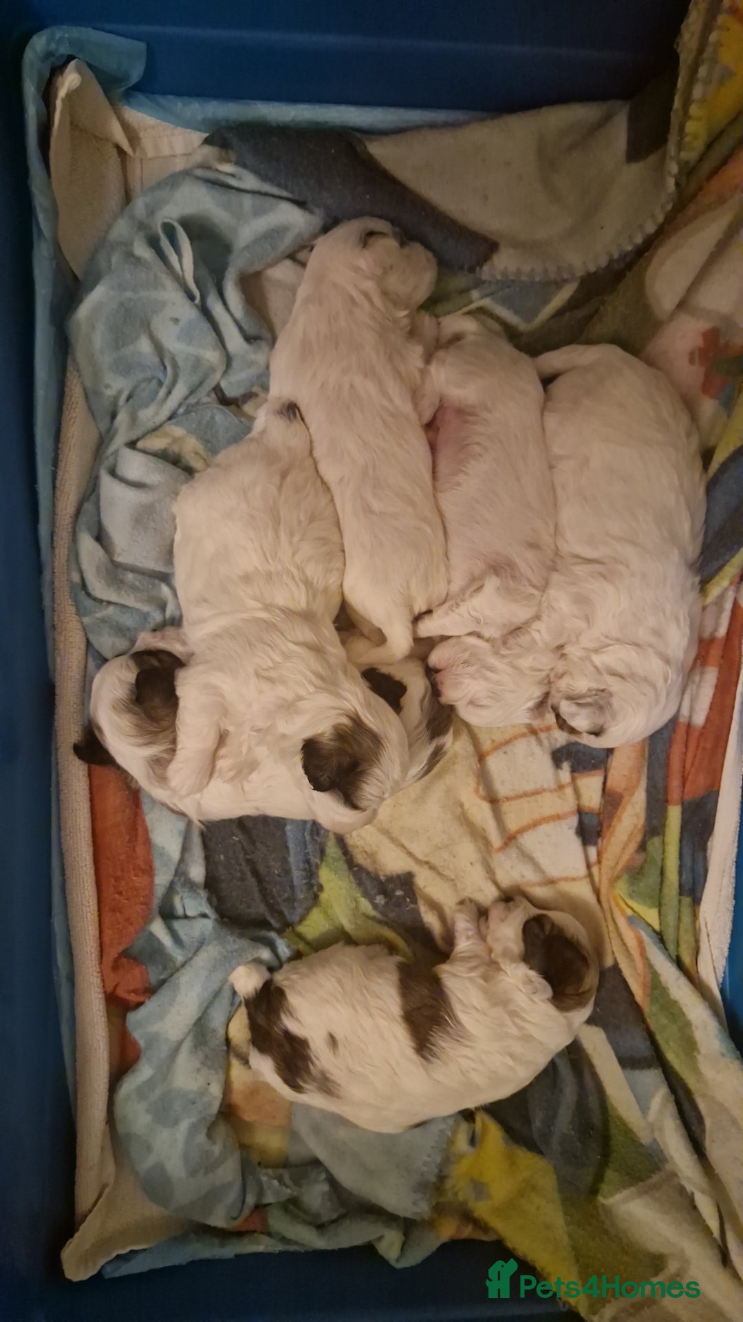 Havanese dogs for sale: Bishon havanesse  - Image 2