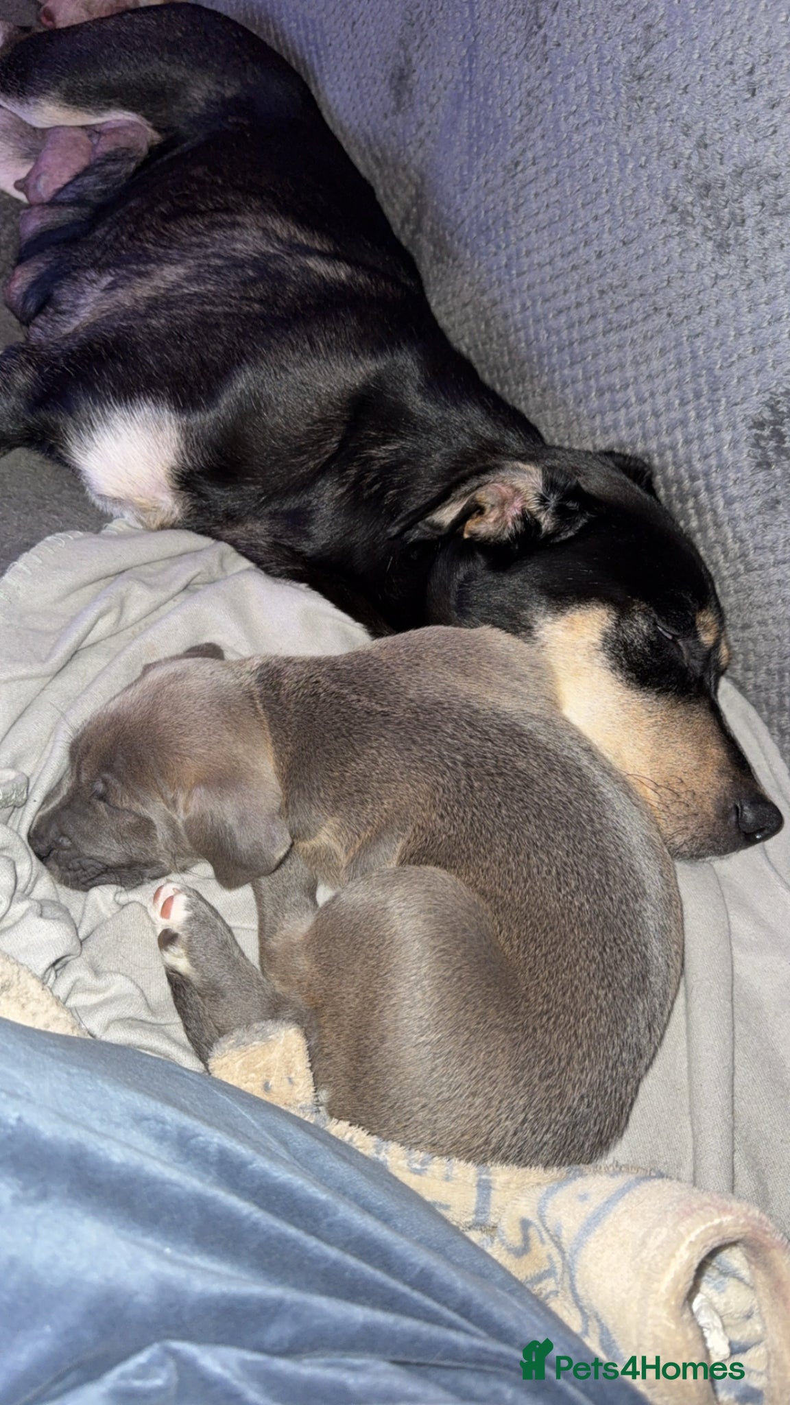 Mixed Breed dogs Six Beautiful Mix Husky/Italian Mastiff Puppies - Advert 13