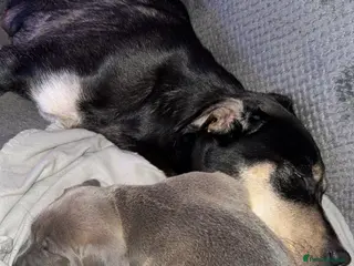 Mixed Breed dogs Six Beautiful Mix Husky/Italian Mastiff Puppies - Advert 4