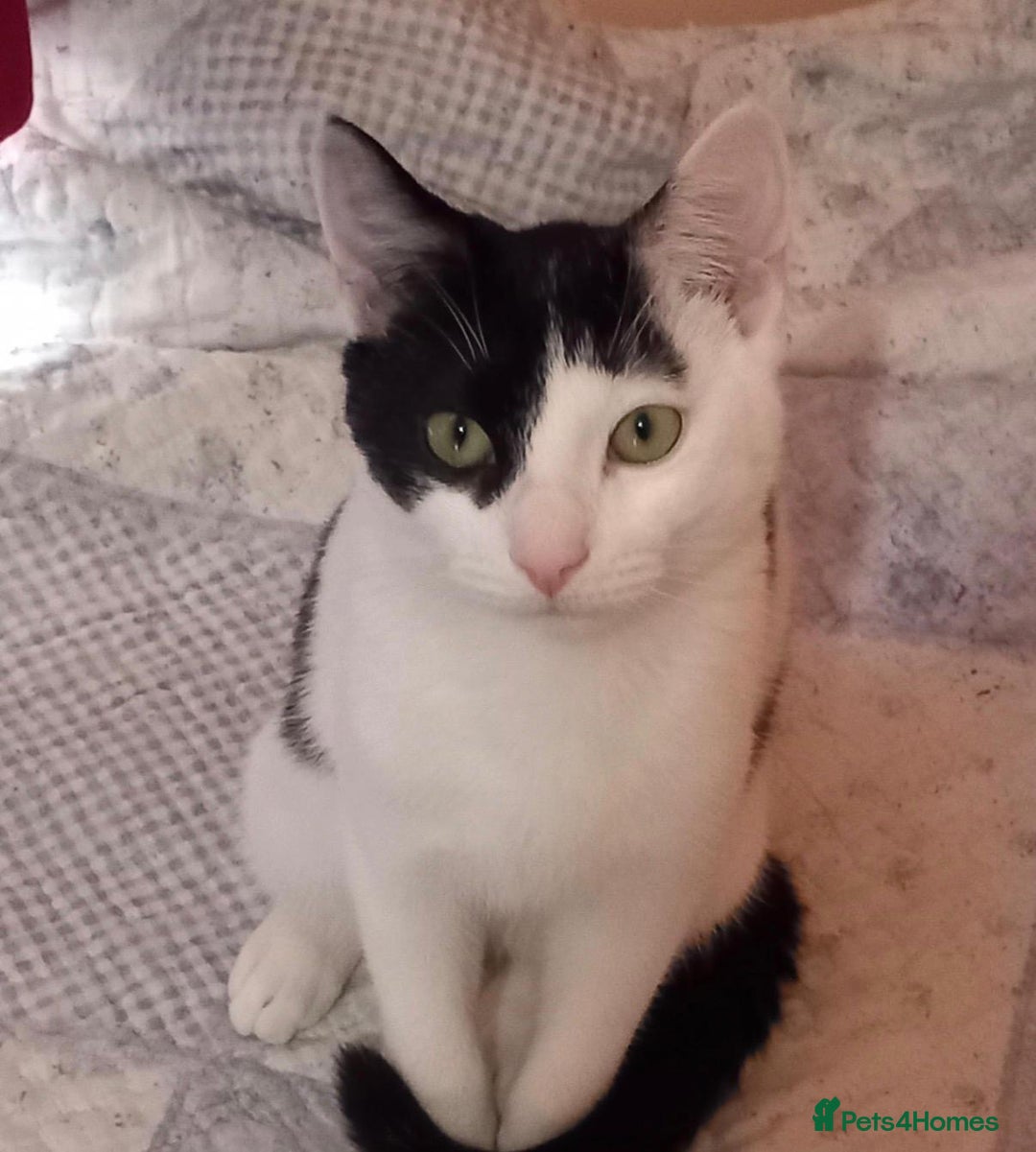 Mixed Breed cats for sale: Mixed kittens  - Advert 7