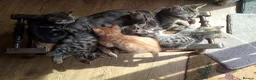 Mixed Breed cats for sale: Female cat - Advert 1
