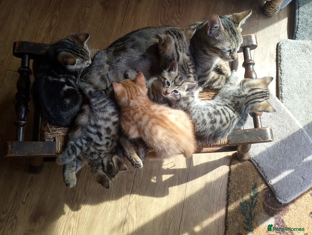 Mixed Breed cats for sale: Female cat - Advert 1
