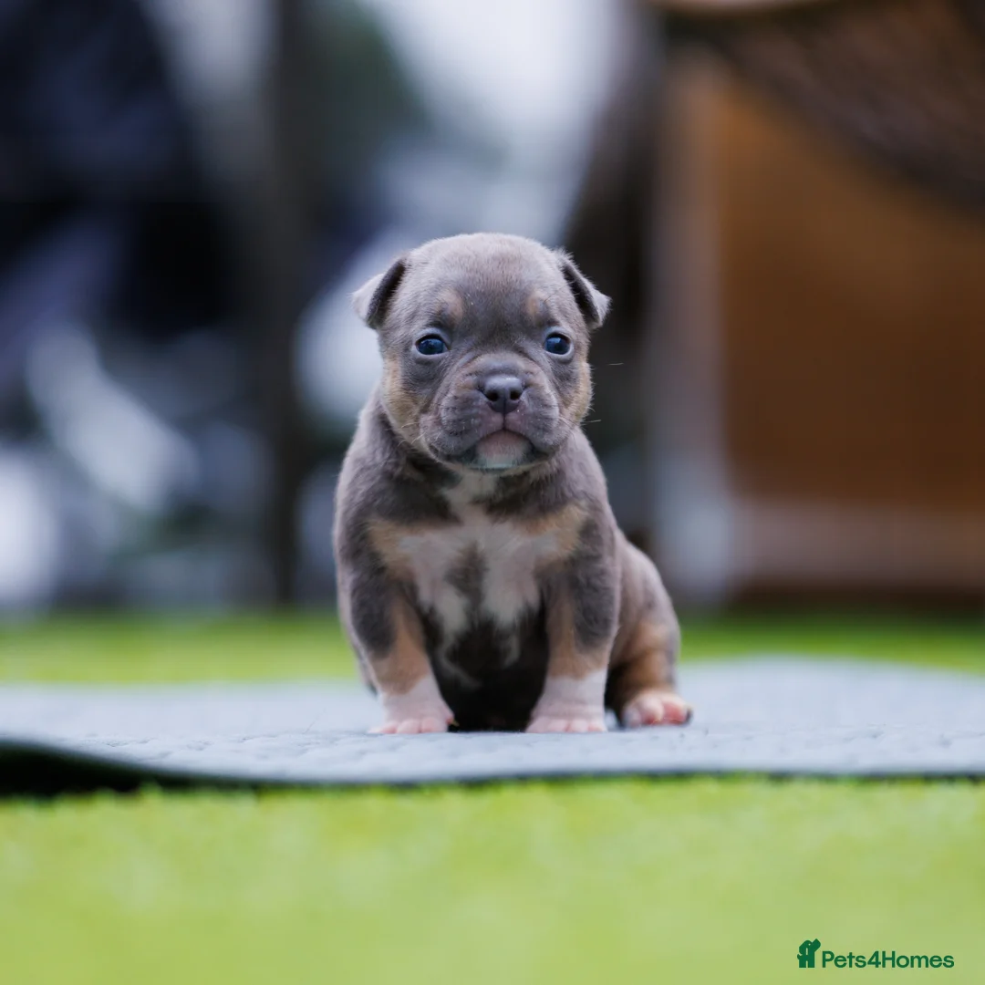 American Bully dogs for sale: Top Tier American Pocket Bullies for SALE!! - Advert 3