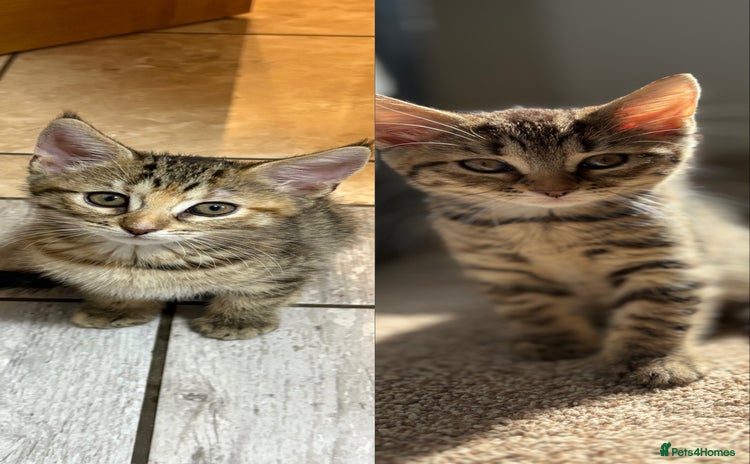 Domestic Shorthair cats - Advert 1
