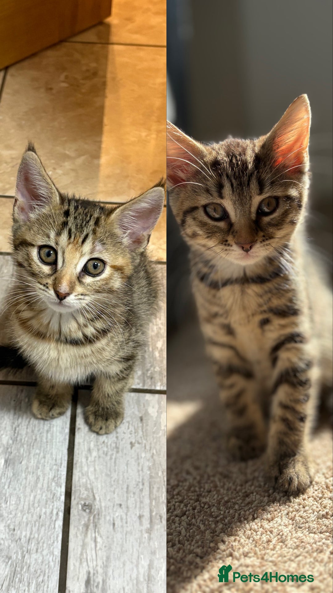 Domestic Shorthair cats for sale: Two Girl Kittens For Sale £100 o.n.o The Pair  - Image 1