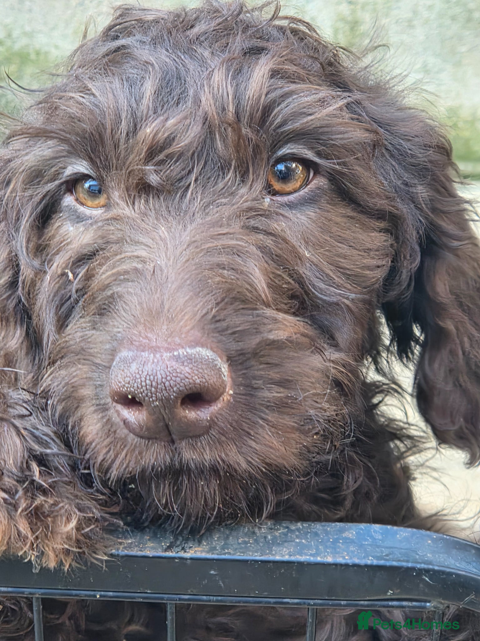 Goldendoodle dogs READY NOW TWO STUNNING GIRLS  - Advert 2