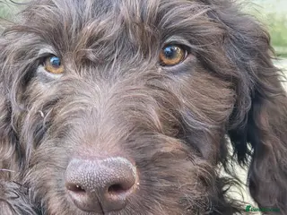 Goldendoodle dogs READY NOW TWO STUNNING GIRLS - Advert 2