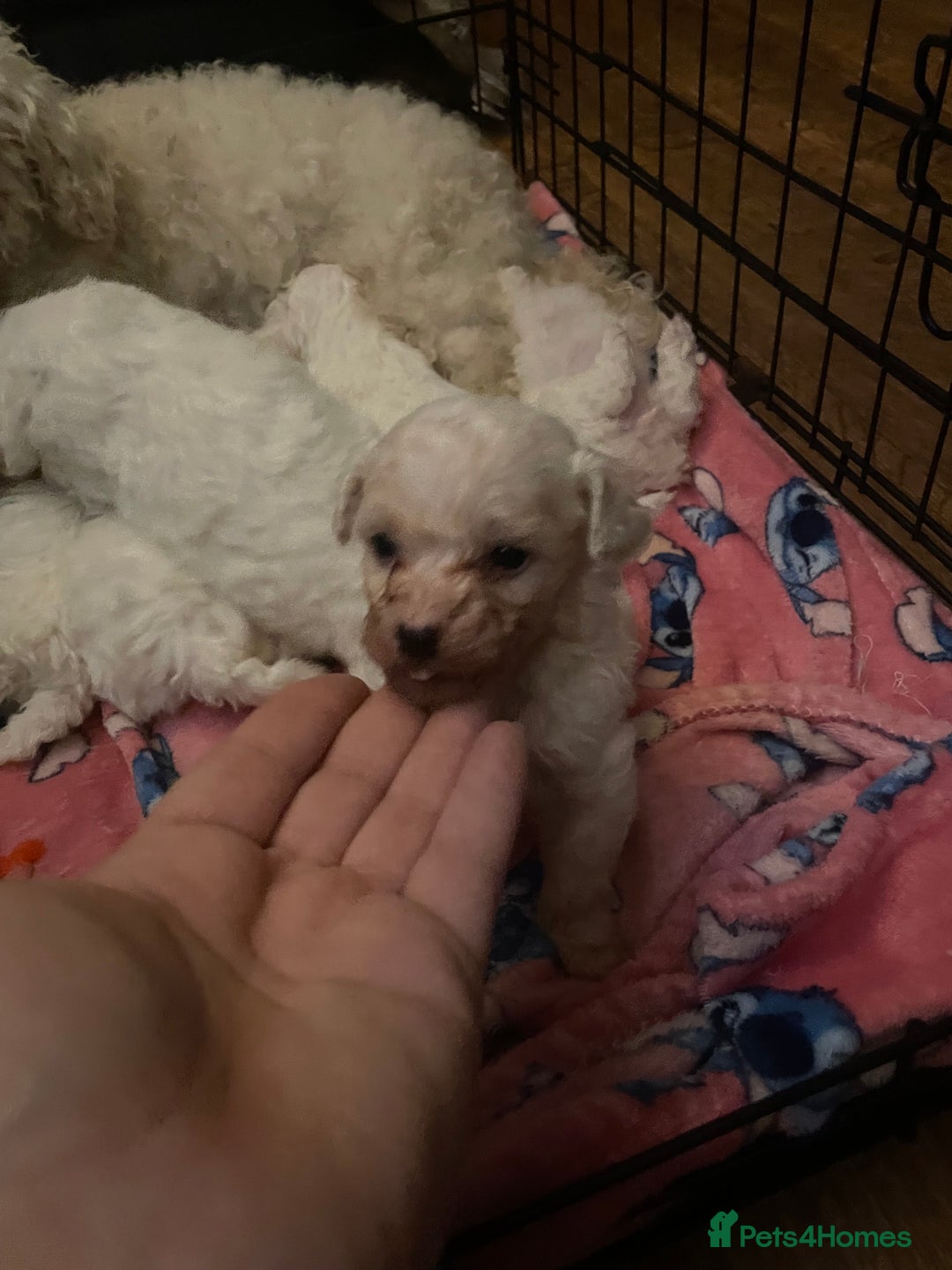 Bichon Frise dogs for sale: BEAUTIFUL BICHONS  - Advert 3