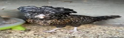 Chickens poultry for sale: Polish Pullets, and cross pullets - Advert 6
