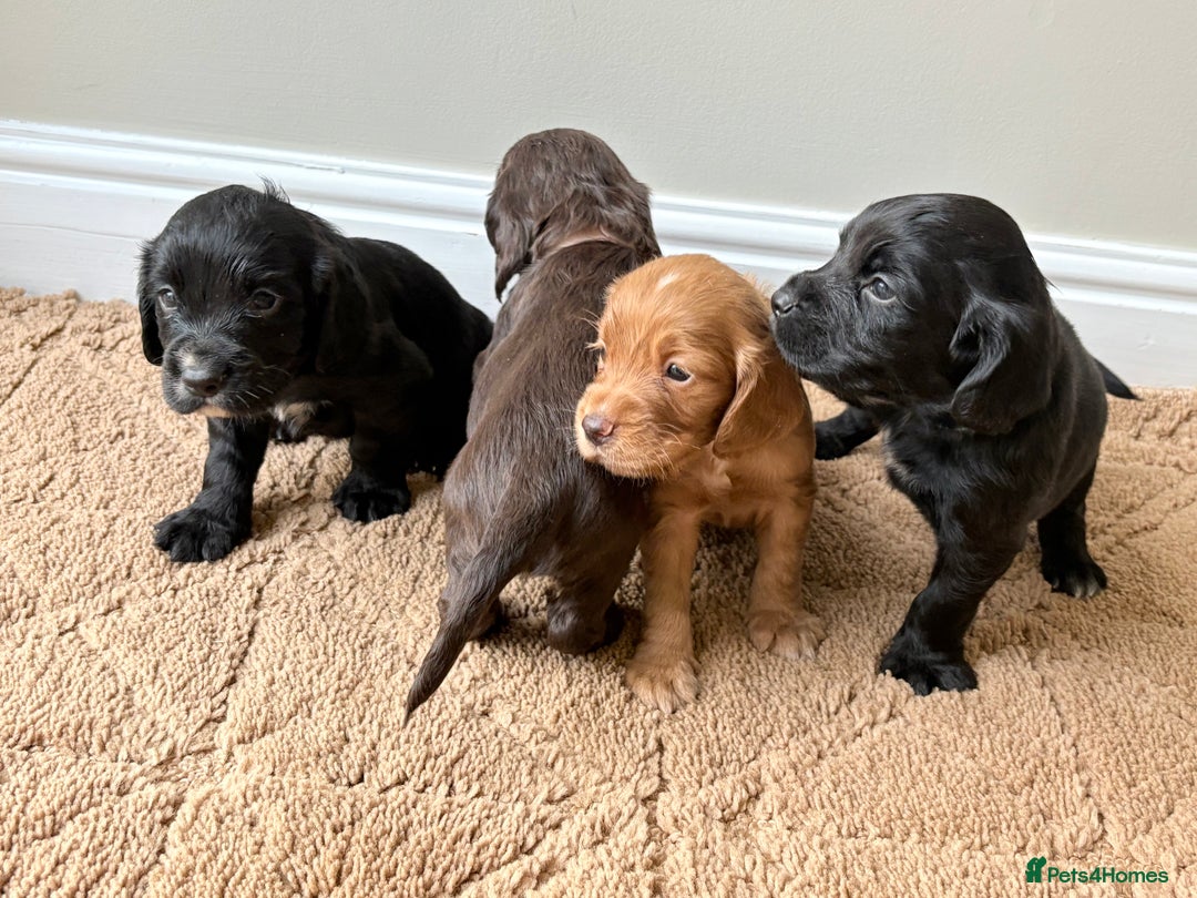 Cocker Spaniel dogs for sale: Stunning cocker spaniel puppies  - Image 17