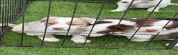Border Collie dogs for sale: DNA CLEAR BORDER COLLIES  - Advert 6