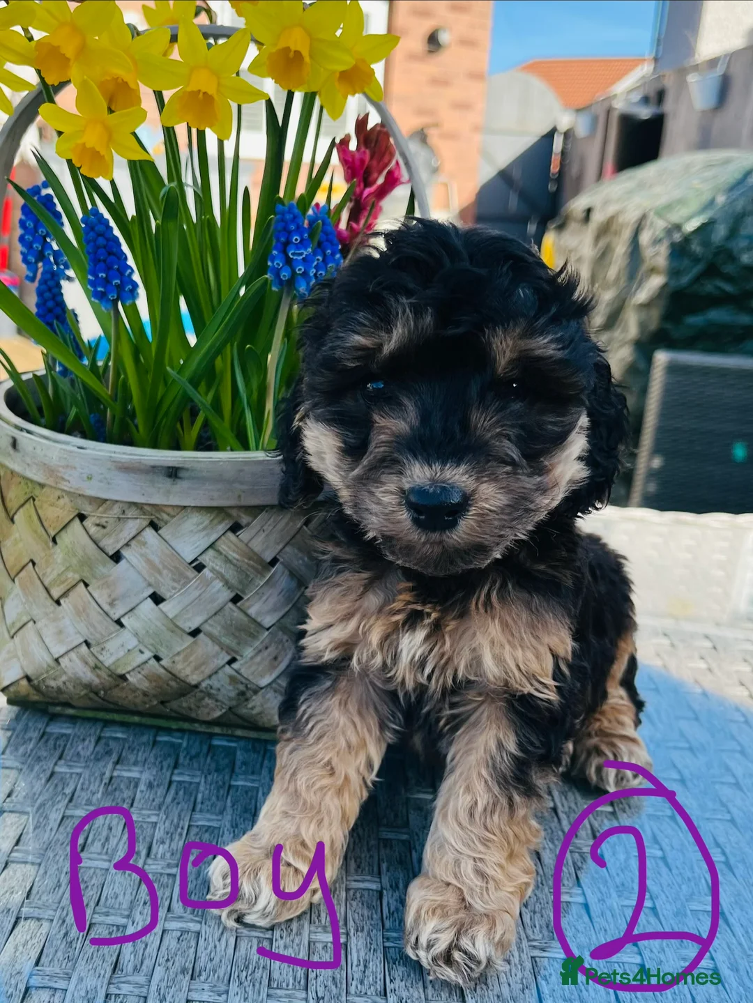 Cockapoo dogs for sale: F1 show type cockapoos (pra clear) - Advert 6