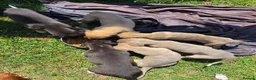 Mixed Breed dogs for sale: Bedlington whippets - Advert 2