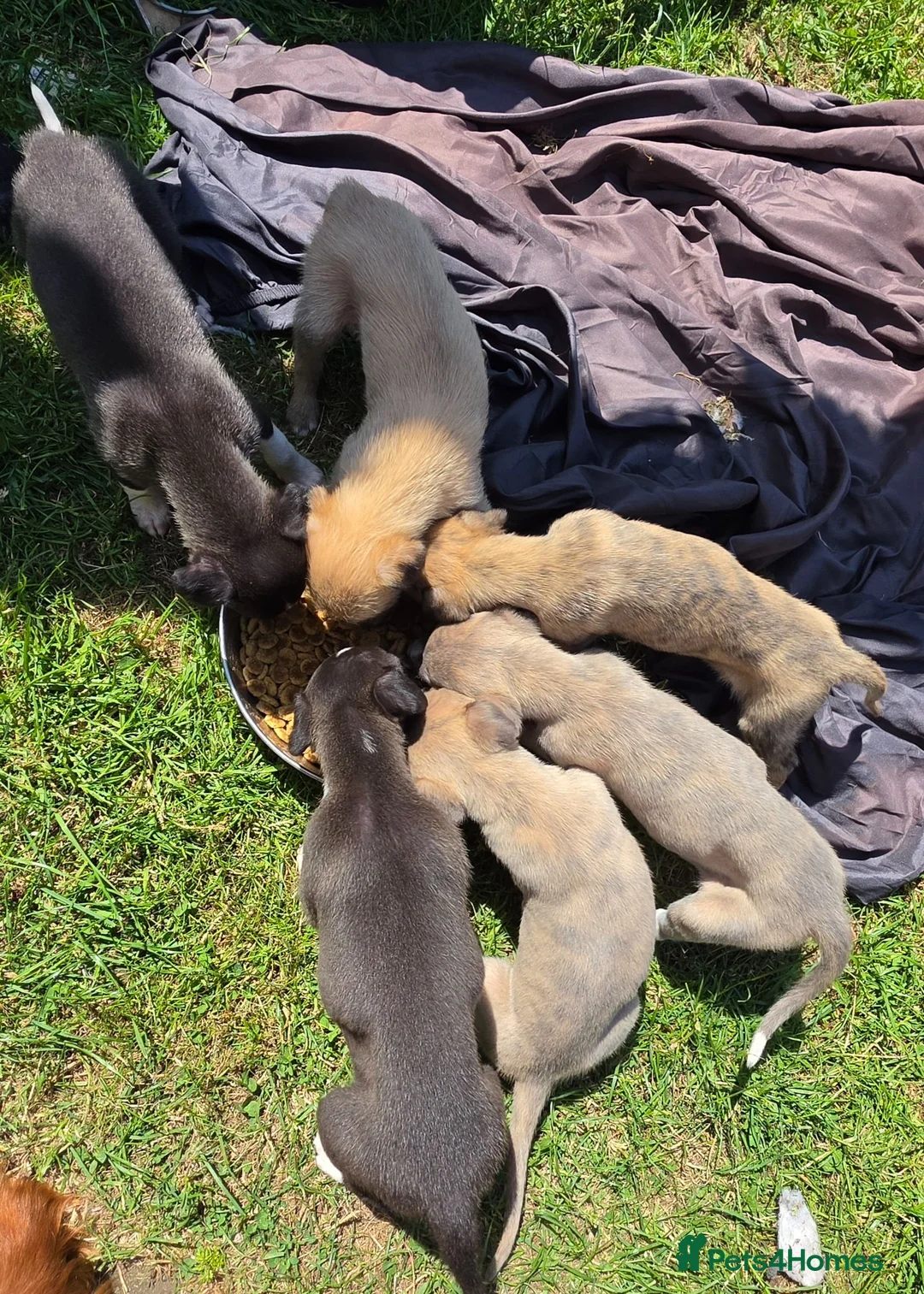 Mixed Breed dogs for sale: Bedlington whippets - Advert 2
