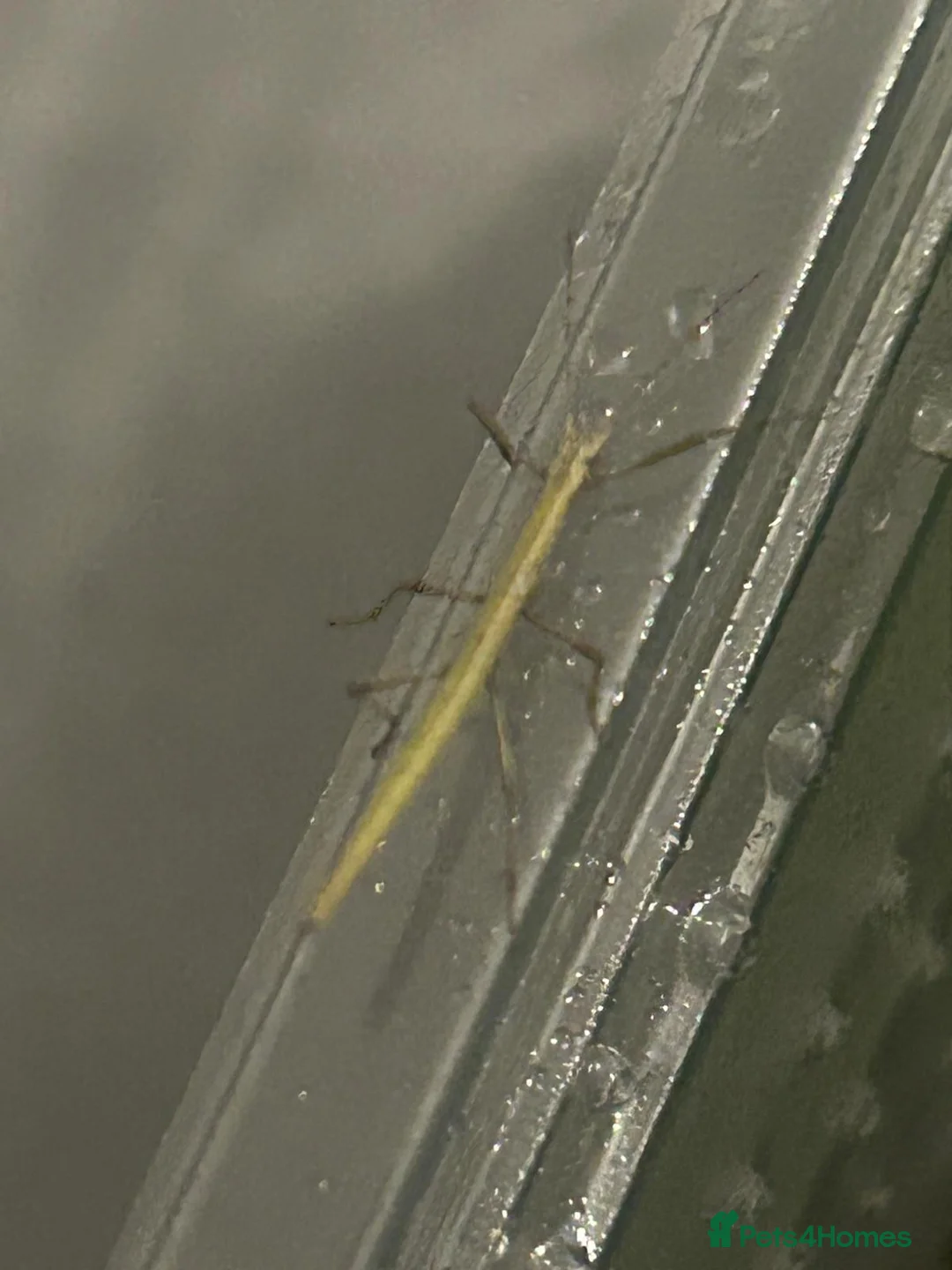 Stick Insects invertebrates for sale: Indian Stick Insect Nymphs - Advert 2