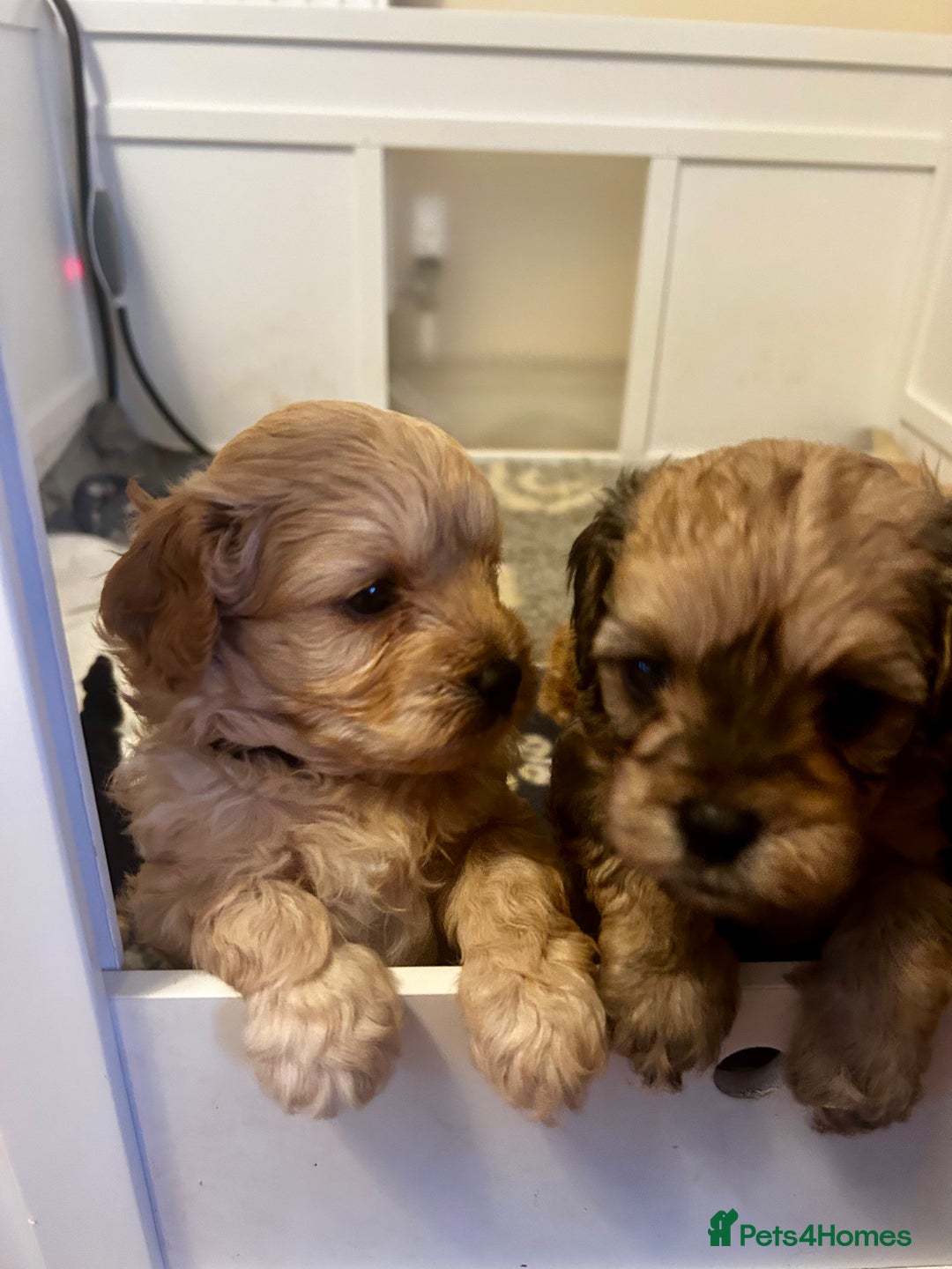 Cavapoochon dogs for sale: Cavapoochons 5 girls 2 boys - Advert 15