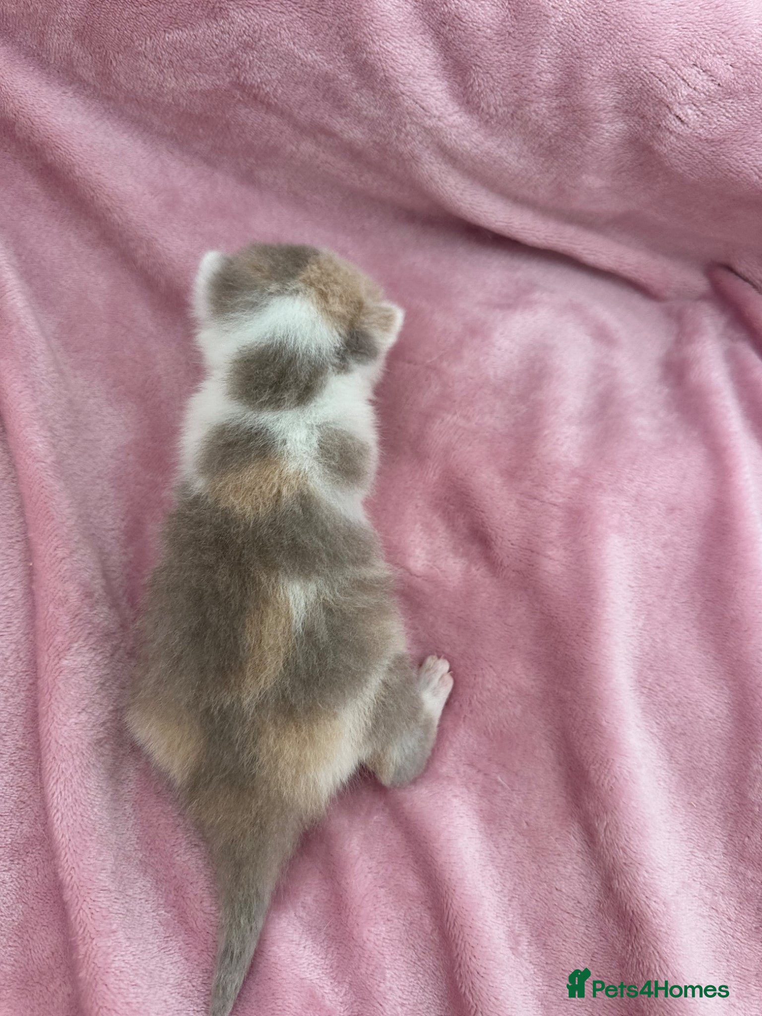 British Shorthair cats for sale: 🐻 Beautiful Pedigree Britishshort🐻 - Advert 3