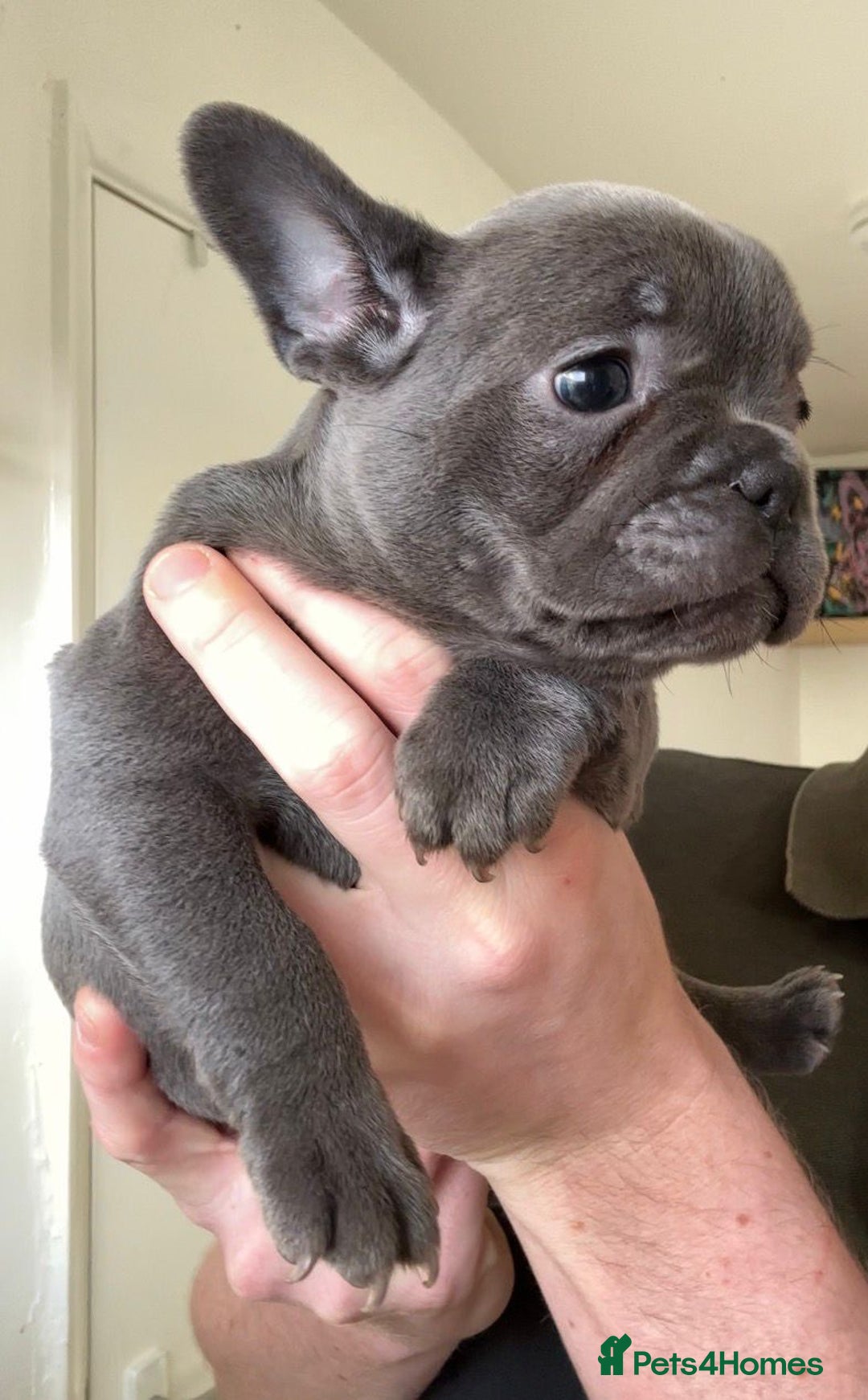 French Bulldog dogs for sale: Gorgeous litter of 4 blue French bulldogs - Advert 16