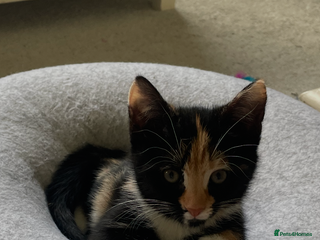 Domestic Shorthair cats Tortoise Shell kitten - Advert 1