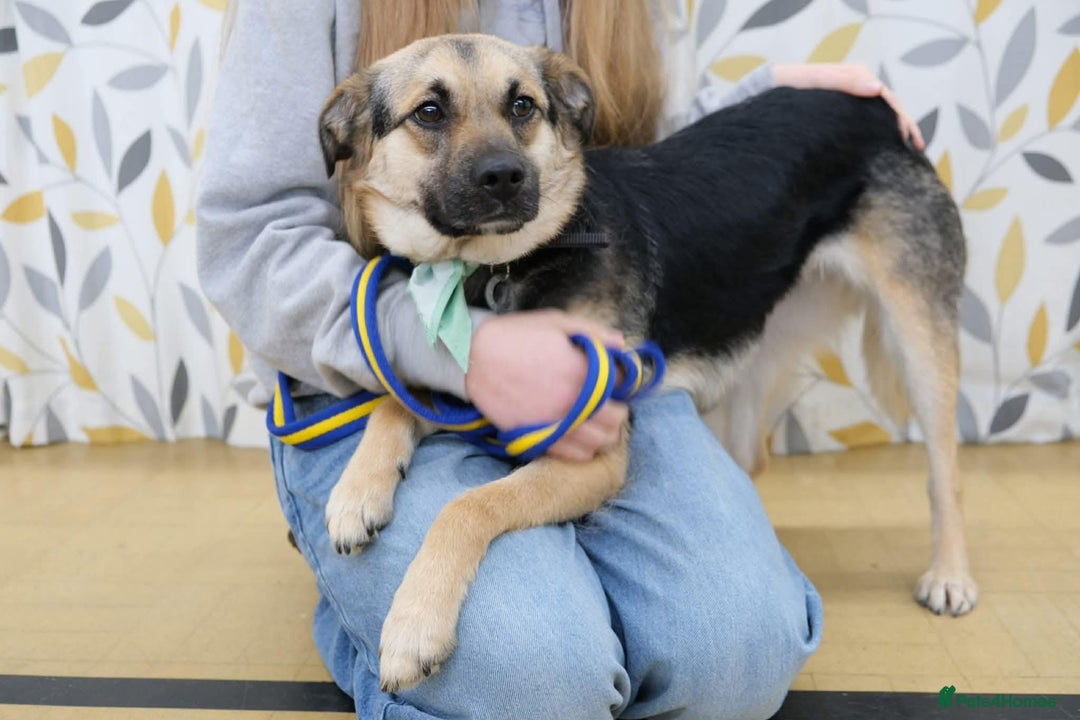 Mixed Breed dogs for adoption: Frances. Great Yarmouth Norfolk  - Advert 3