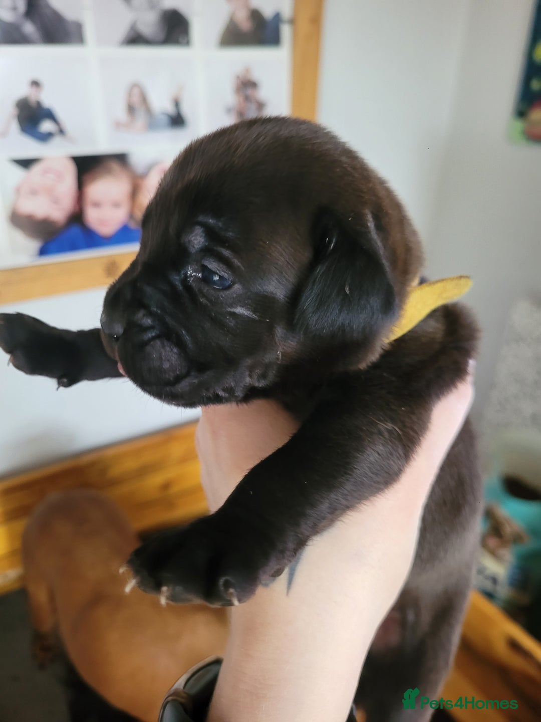 Mixed Breed dogs for sale: Douge de bordeaux x Presa Canerio  - Advert 30