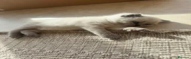 British Shorthair Kitten 3