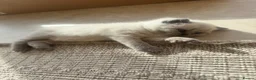 British Shorthair cats for sale: FULL PEDIGREE SHORTHAIR KITTENS IN THE COTSWOLDS - Advert 13