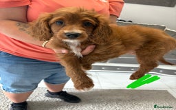 Cavapoo dogs for sale: Last pup left! F1 Cavapoo boy - Image 14